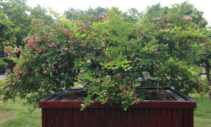 Dàn sơ ri bonsai cổ thụ, trĩu quả giá tiền tỷ của “tướng cướp hoàn lương”